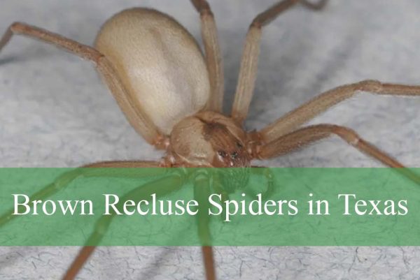 Brown Recluse Spiders