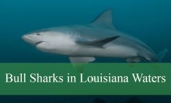 Secrets About Bull Sharks in Louisiana Waters