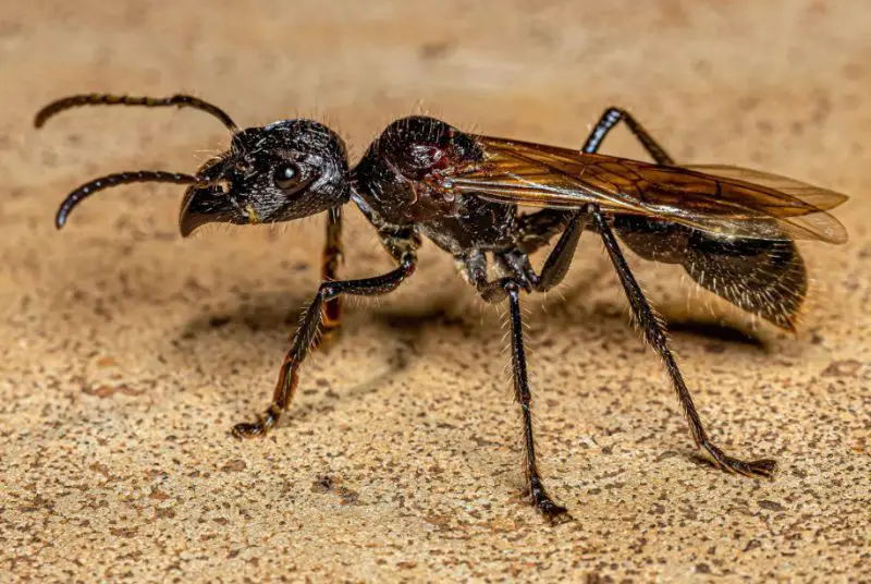 Bullet Ants in Florida