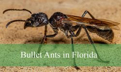 Shocking Secrets About Bullet Ants in Florida Exotic Pet Trade