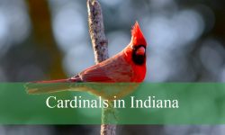 The Truth About Cardinals in Indiana You Didn’t Know