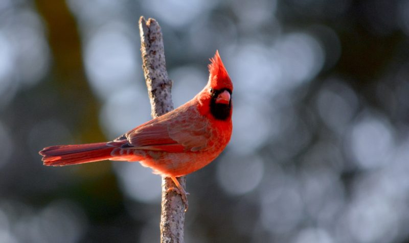 Cardinals in Indiana
