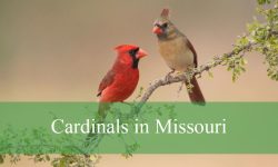 Secrets About Cardinals in Missouri That Will Surprise You