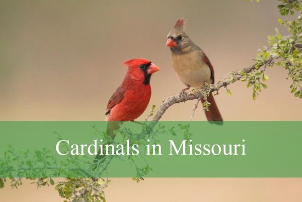 Cardinals in Missouri