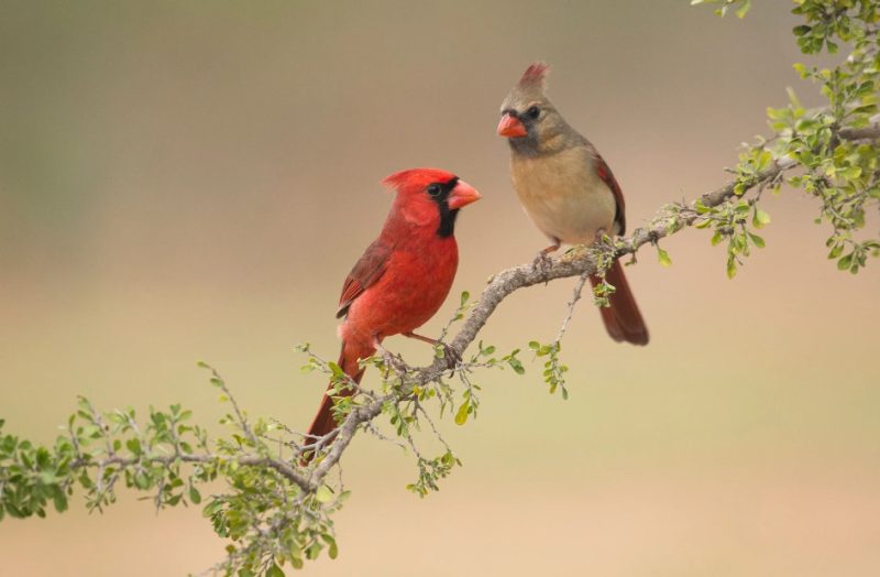 Cardinals in Missouri