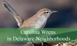 Hidden Facts About Carolina Wrens in Delaware Neighborhoods