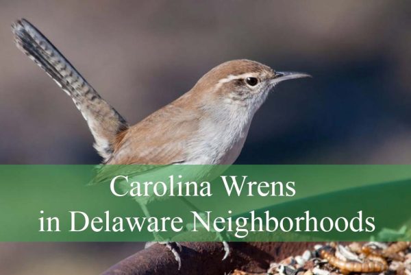 Carolina Wrens in Delaware Neighborhoods
