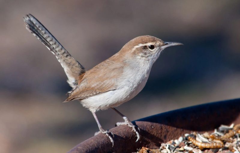 Carolina Wrens in Delaware Neighborhoods