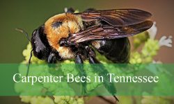 10 Facts About Carpenter Bees in Tennessee You Didn’t Know