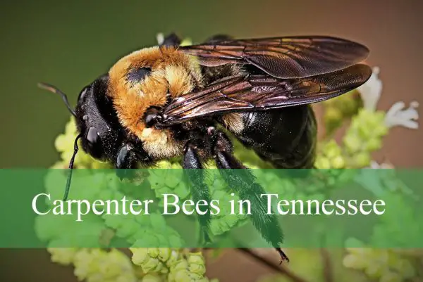 Carpenter Bees in Tennessee