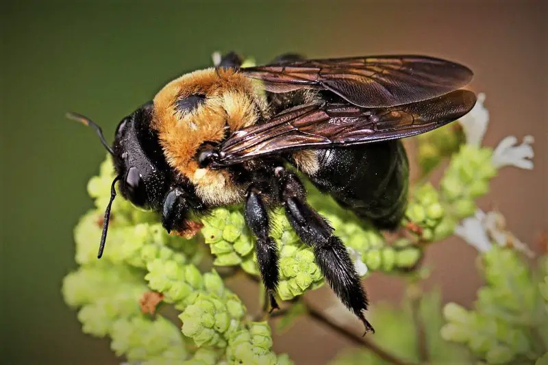 Carpenter Bees in Tennessee