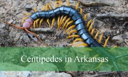Amazing Yet Terrifying Facts About Centipedes in Arkansas