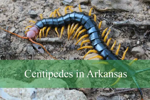 Centipedes in Arkansas