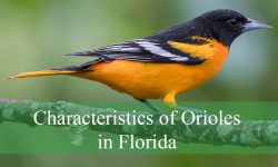 10 Hidden Characteristics of Orioles in Florida You Didn’t Know