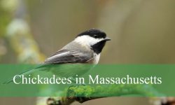 Secrets About Chickadees in Massachusetts That Will Surprise You