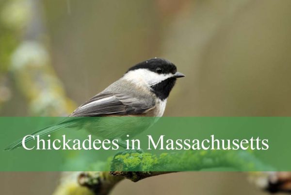 Chickadees in Massachusetts