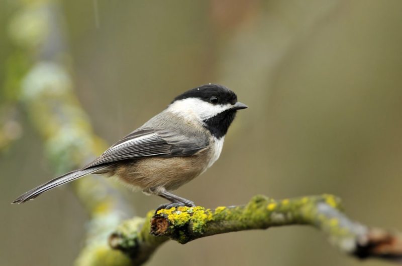 Chickadees in Massachusetts
