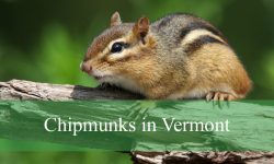The Truth About Chipmunks in Vermont That Will Surprise You
