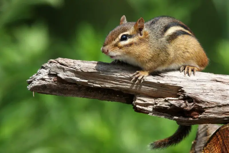 Chipmunks in Vermont