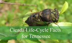 10 Cicada Life-Cycle Facts for Tennessee Summers