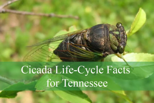 Cicada Life-Cycle Facts for Tennessee