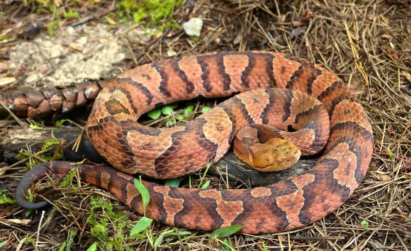 Copperheads in Kentucky