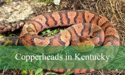 12 Venom-Related Facts About Copperheads in Kentucky