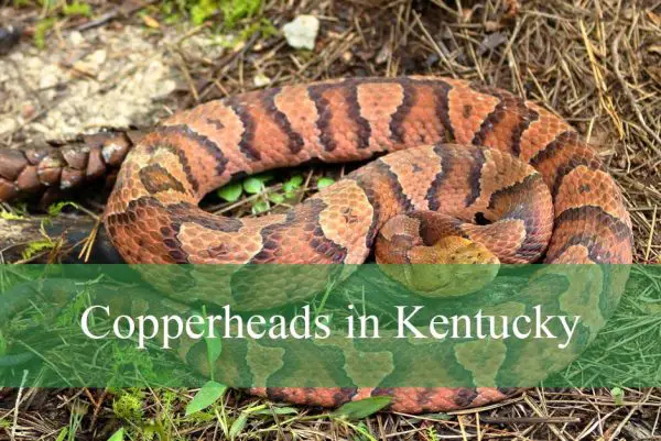 Copperheads in Kentucky
