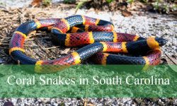 7 Things to Know About Coral Snakes in South Carolina