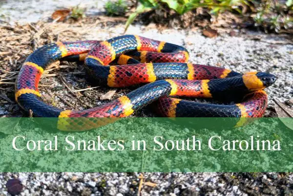 Coral Snakes in South Carolina