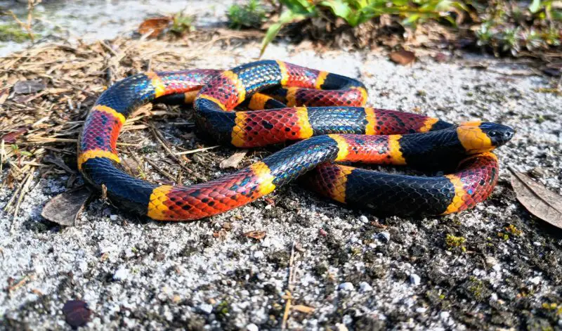 Coral Snakes in South Carolina