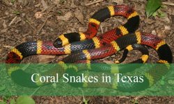 What You Didn’t Know About Coral Snakes in Texas