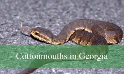 10 Things You Didn’t Know About Cottonmouths in Georgia