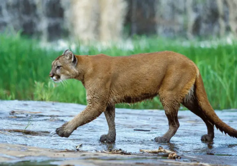 Cougars in Washington