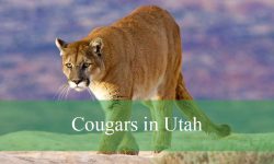 What Happens When Cougars in Utah Cross Paths with Bobcats
