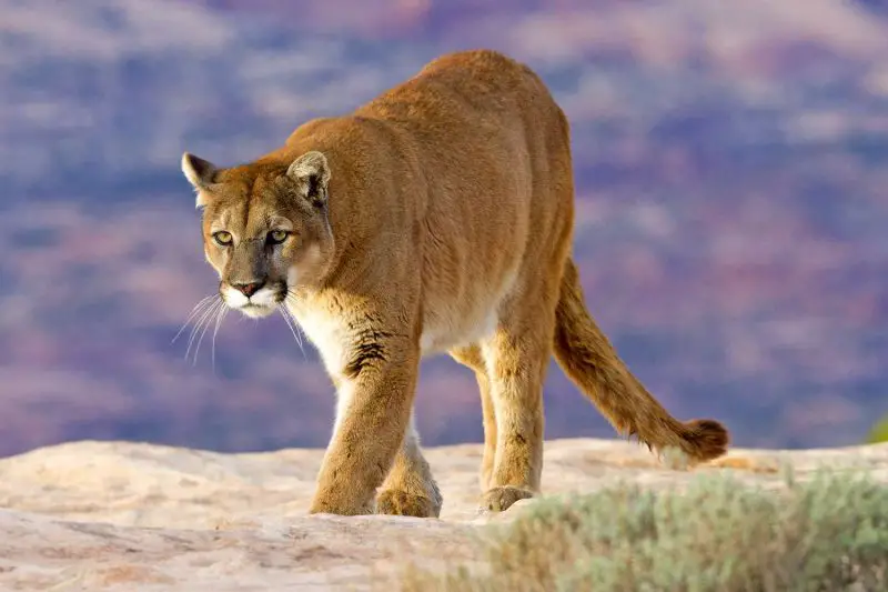Cougars in Utah