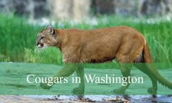 What No One Tells You About Cougar Sightings in Washington
