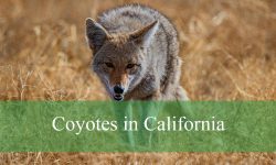 The Truth About Coyotes in California You Didn’t Know