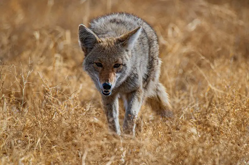 Coyotes in California