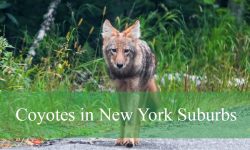 Hidden Facts About Coyotes in New York Suburbs