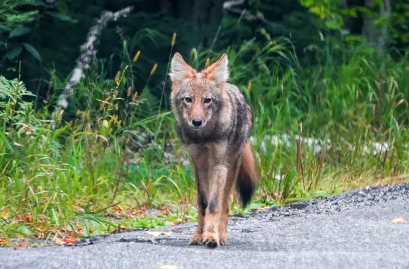 Coyotes in New York Suburbs