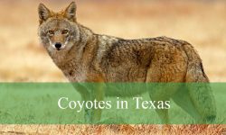 Are Coyotes in Texas Breeding with Domestic Dogs?
