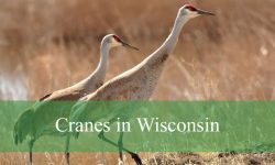 The Truth About Cranes in Wisconsin Wetlands You Didn’t Know
