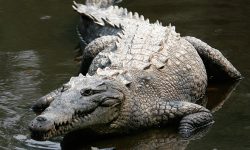 The Truth About Crocodiles in Florida That Will Terrify You