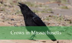 Shocking Secrets About Crows in Massachusetts
