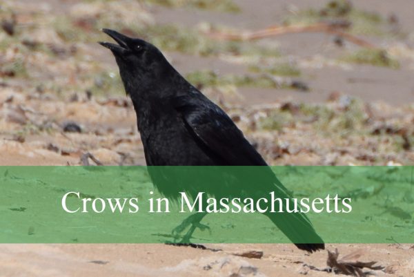 Crows in Massachusetts