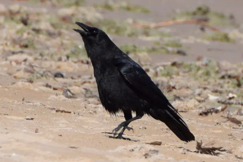 Crows in Massachusetts