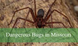 23 Most Dangerous Bugs in Missouri (Pictures and Identification)