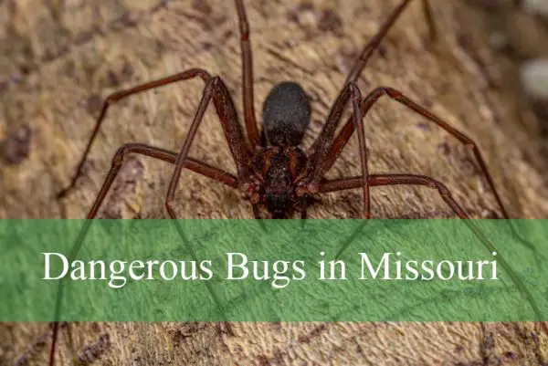 Dangerous Bugs Found in Missouri