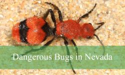 22 Dangerous Bugs in Nevada (With Pictures and Identification)